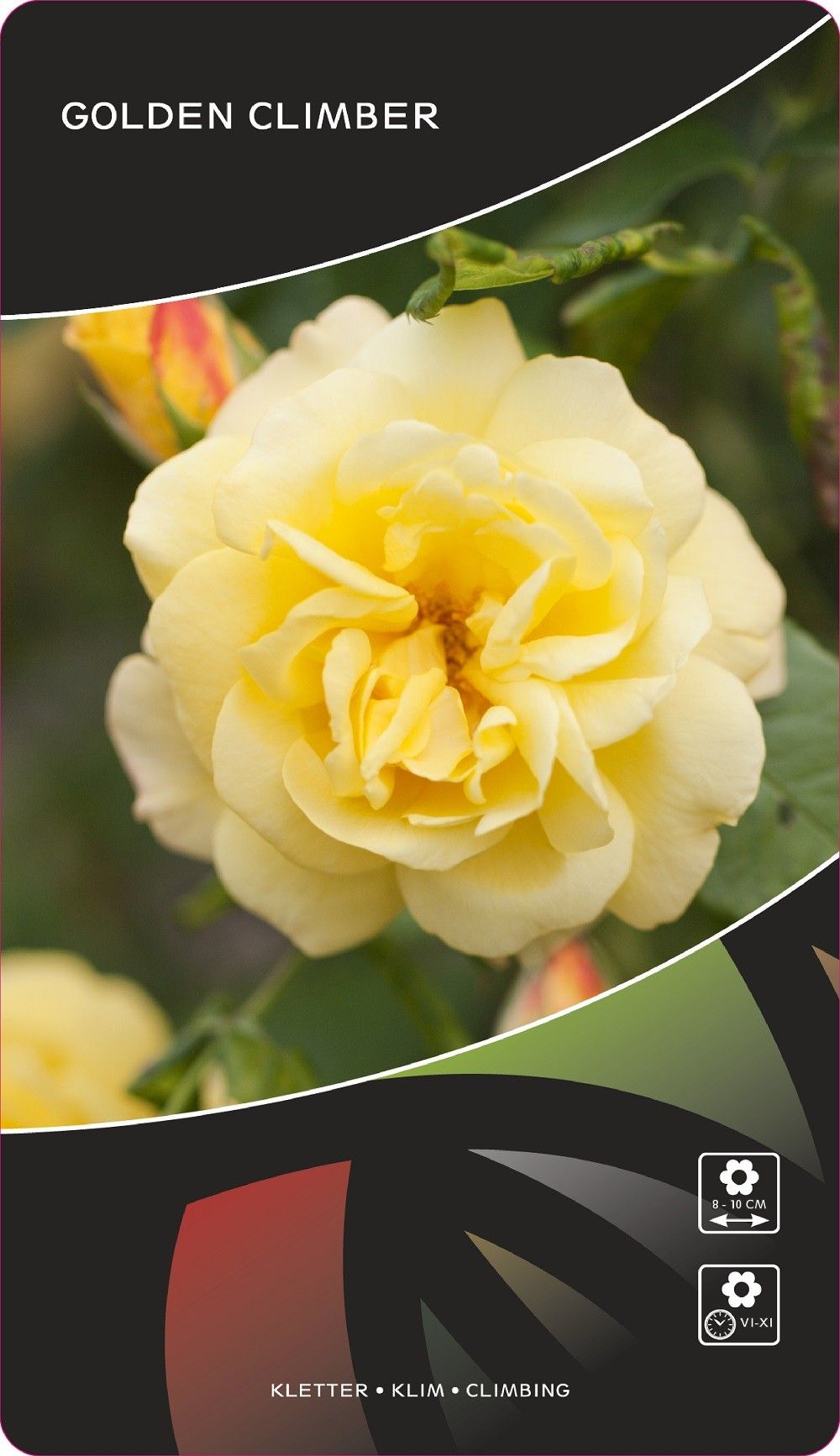 Rosa (K) Golden Climber, D 17