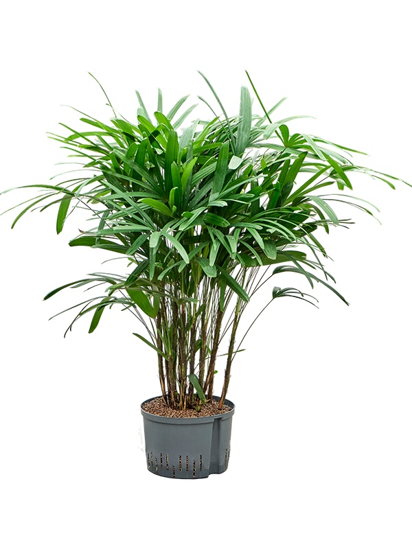 Rhapis excelsa, D 28