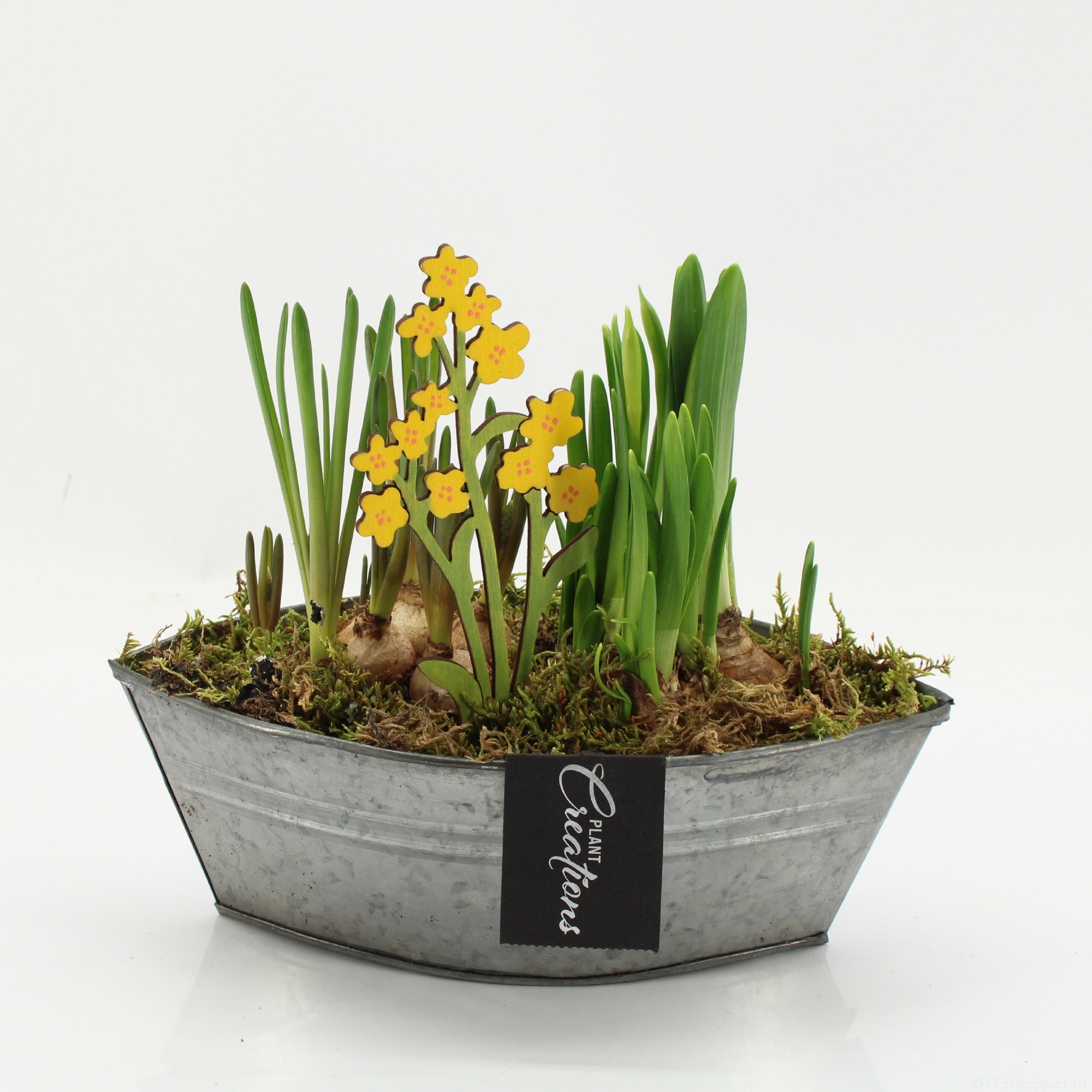 BLCR-2617 Bulbs creations, D 22