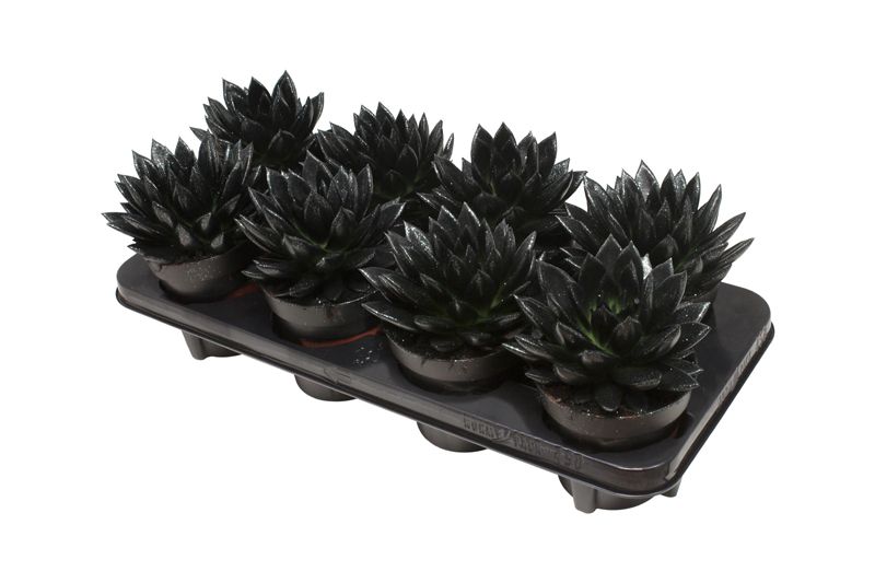 Miranda coloured black + Natureglit®, D 12