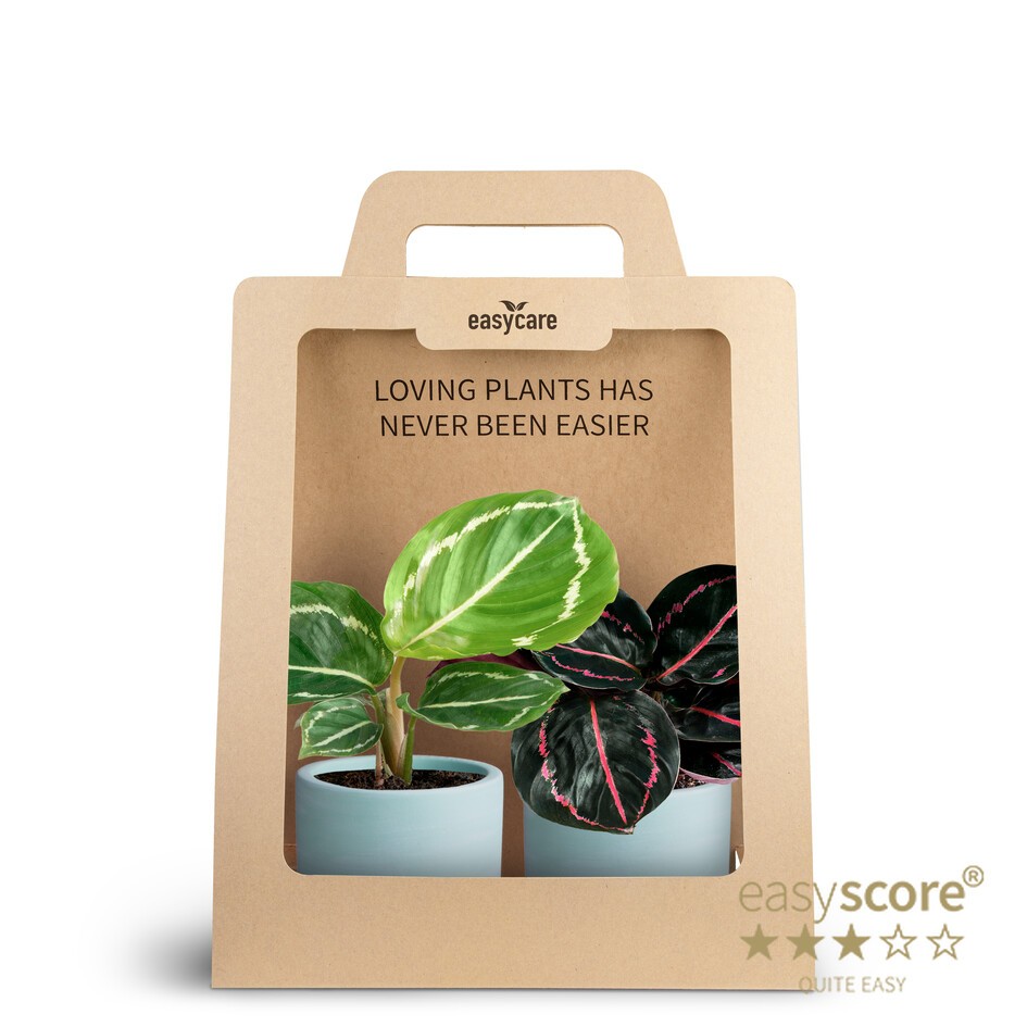 2-Pack Woodbase Sky Blue, Calathea, D 7