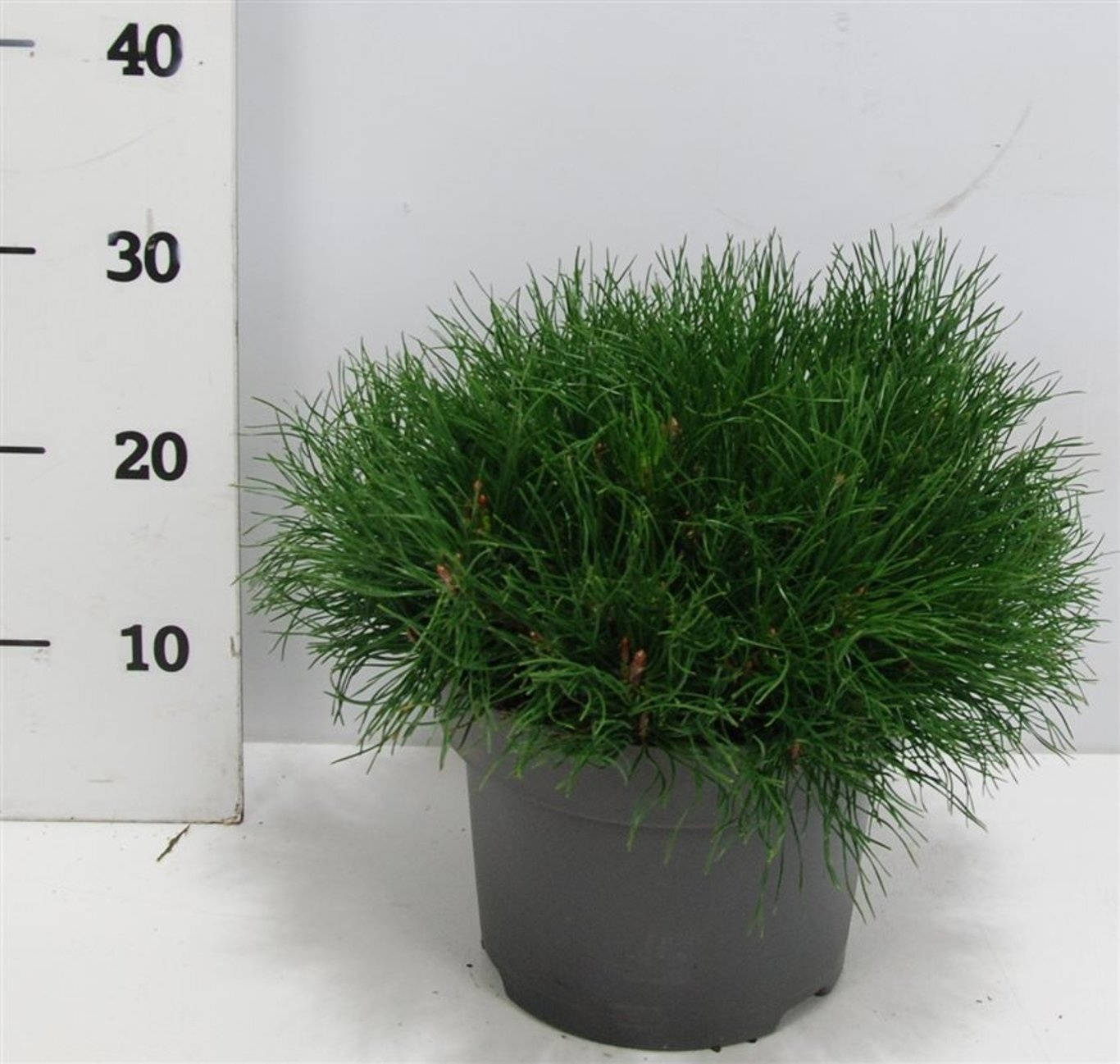 Pinus mugo mugo, D 23