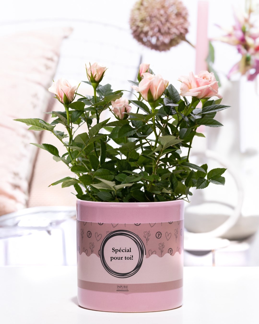 Rosa light pink in P&P cadeau concept: SPECIAL POUR TOI!, D 12