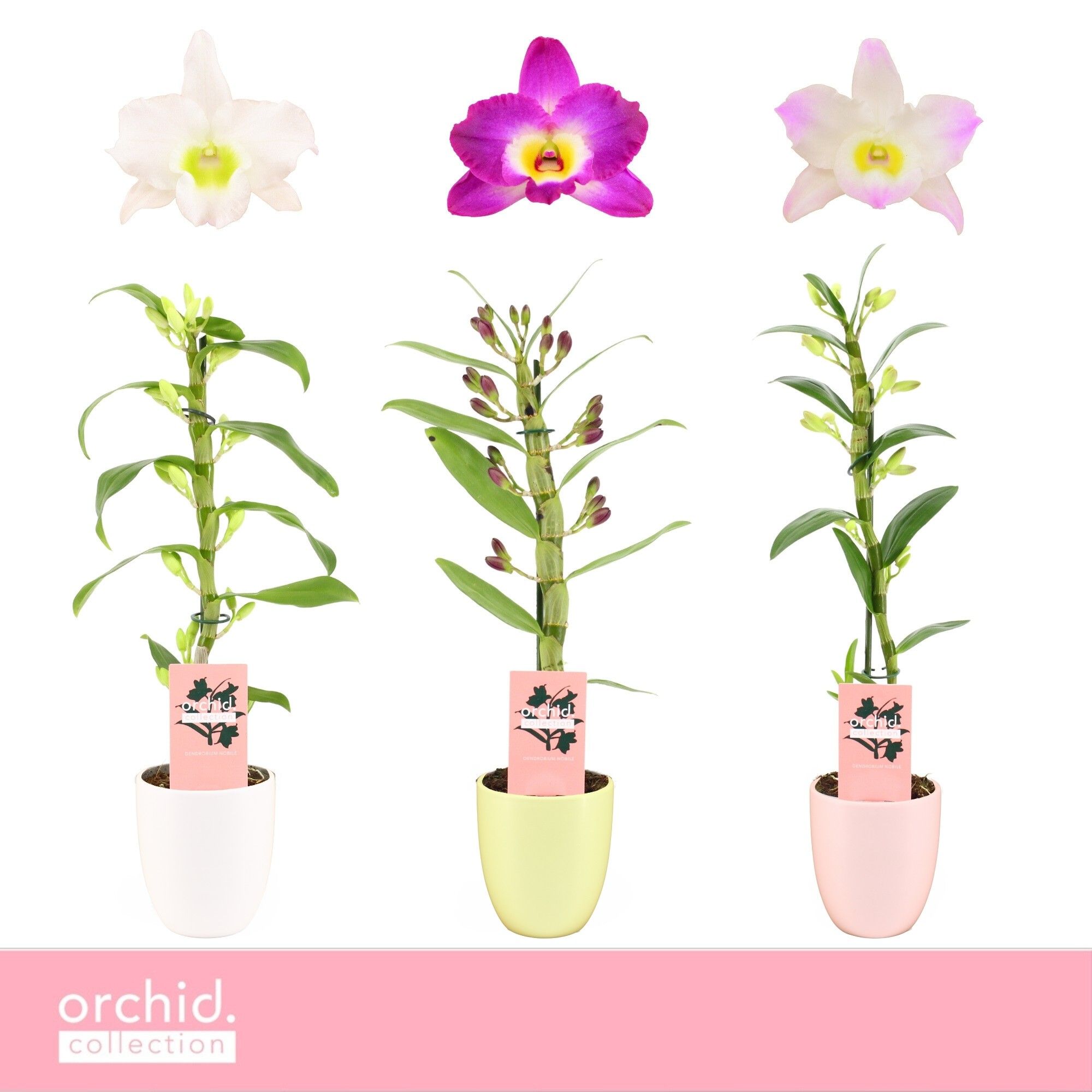 Dendrobium Nobilé, Mix 1-spike Compact in Lotte 'Orchid Collection', D 12