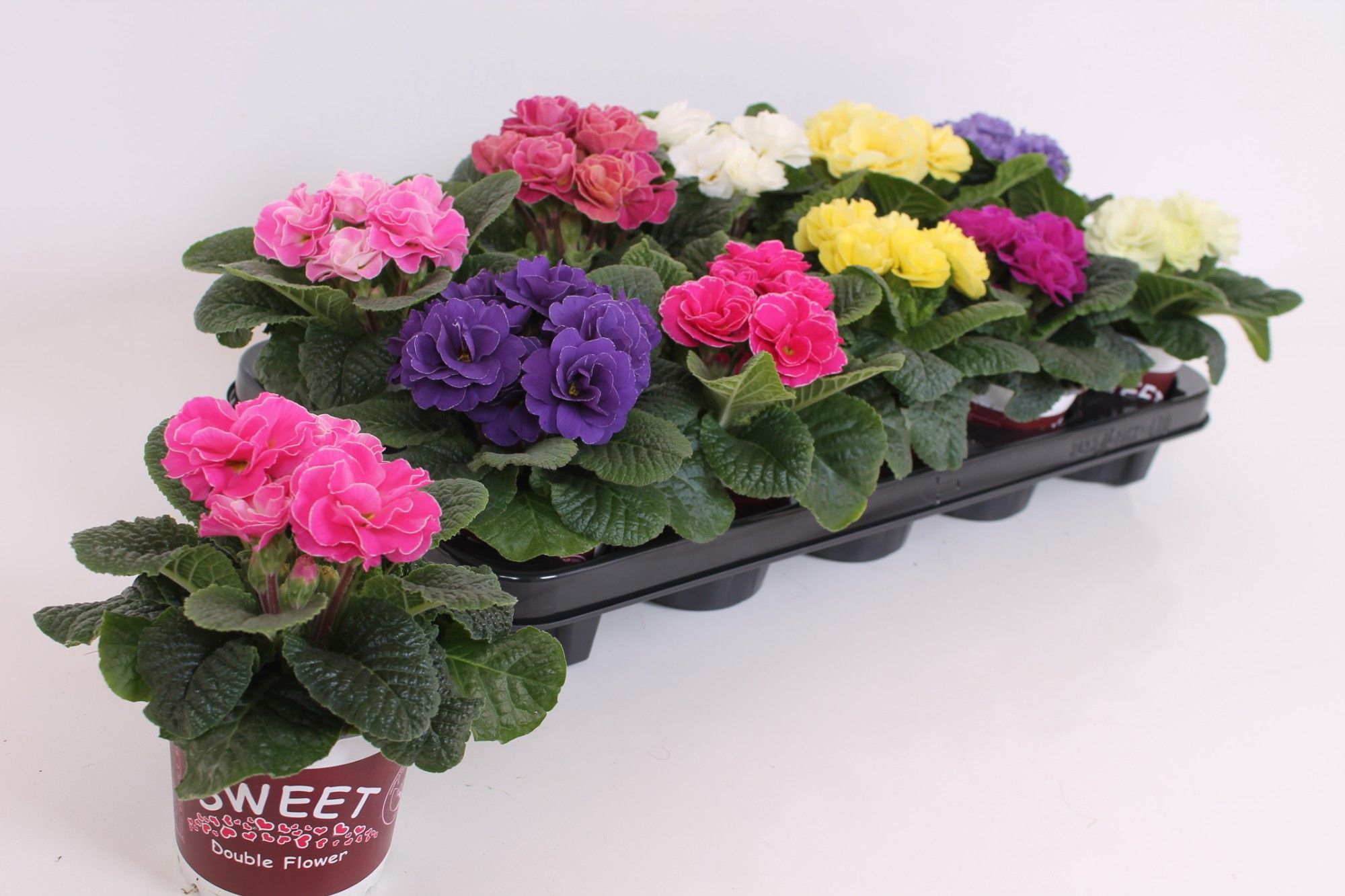 Primula Sweet Special - Rubens Mixtray, D 11