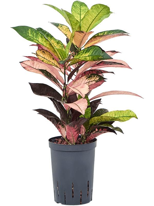 Croton (Codiaeum) variegatum 'Mrs. Iceton', D 15