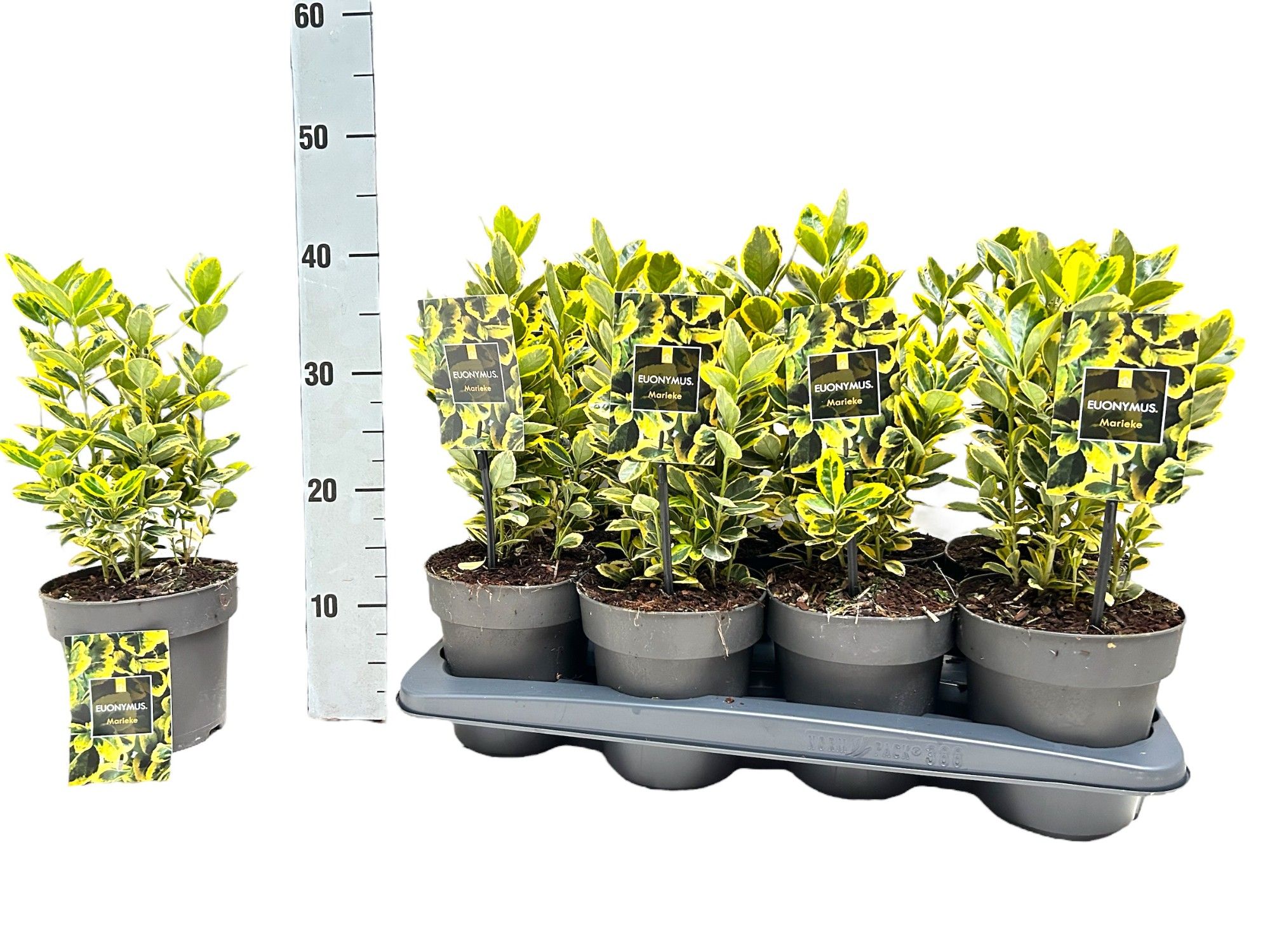 Euonymus japonicus 'Marieke' P15, D 15