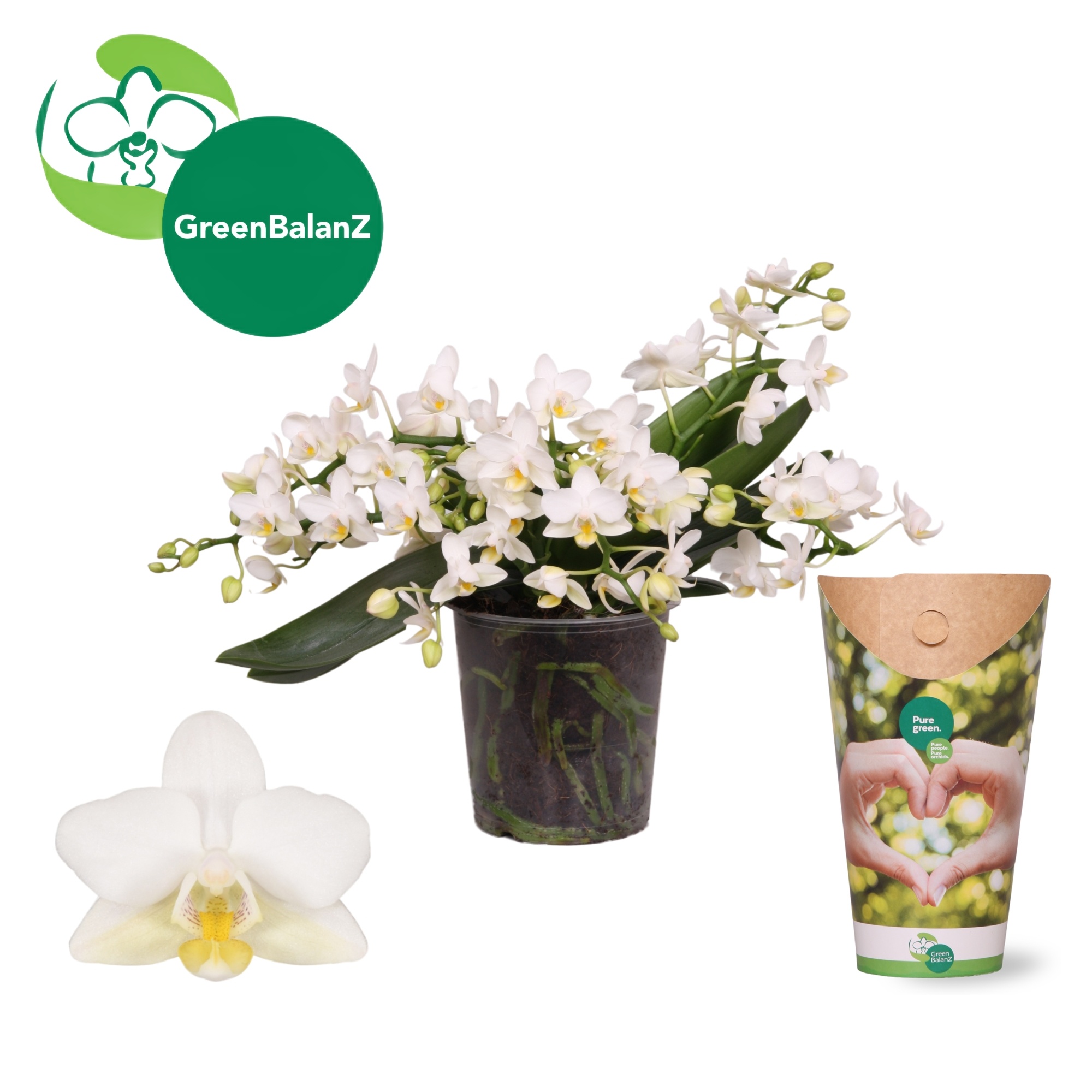 ColorZ - WildZ Wit 4+ tak in Potcover, D 12