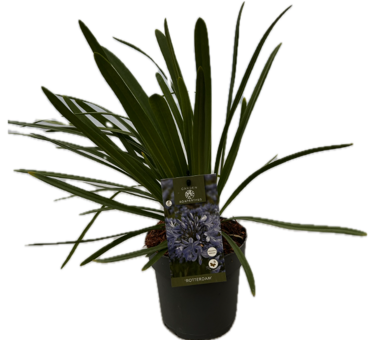 Agapanthus 'Rotterdam' P17 GARDEN, D 17