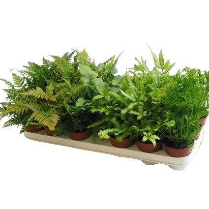 Pteris Gemengd (Varens Gemengd), D 8,5