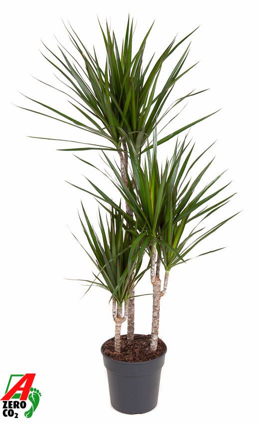 Dracaena Marginata 60-30-15, D 21