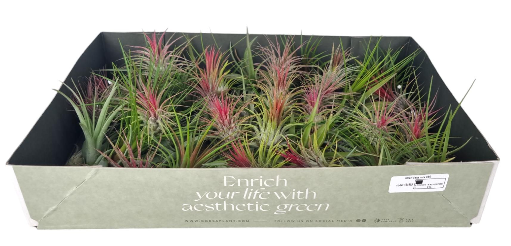 tillandsia mix x60, D 5