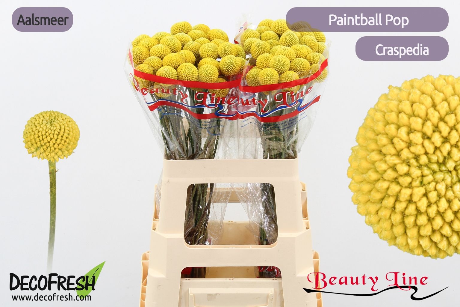 Краспедия Пейнтбол Поп 55 (желт.), шт.