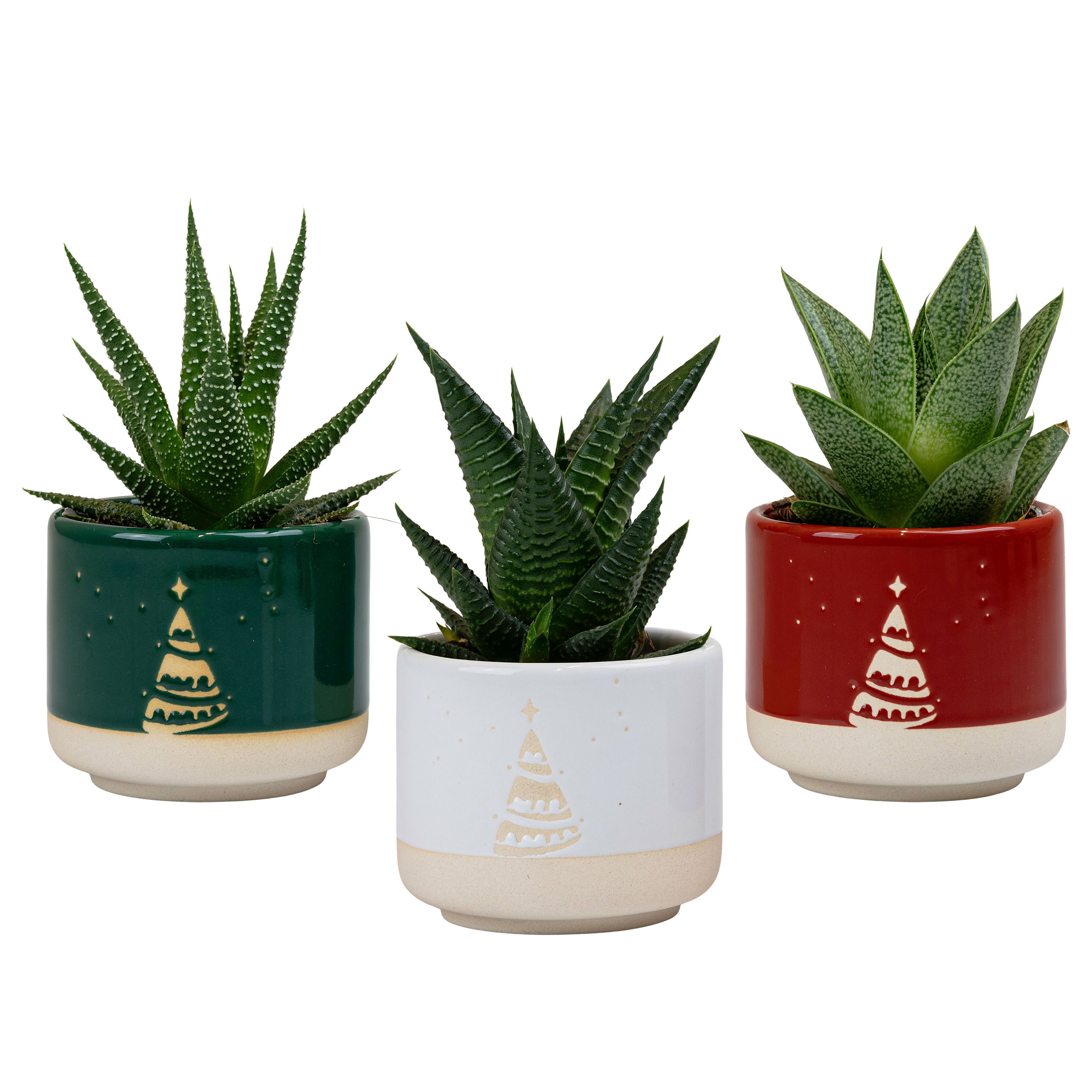 Winter Night with Succulent mix, D 6