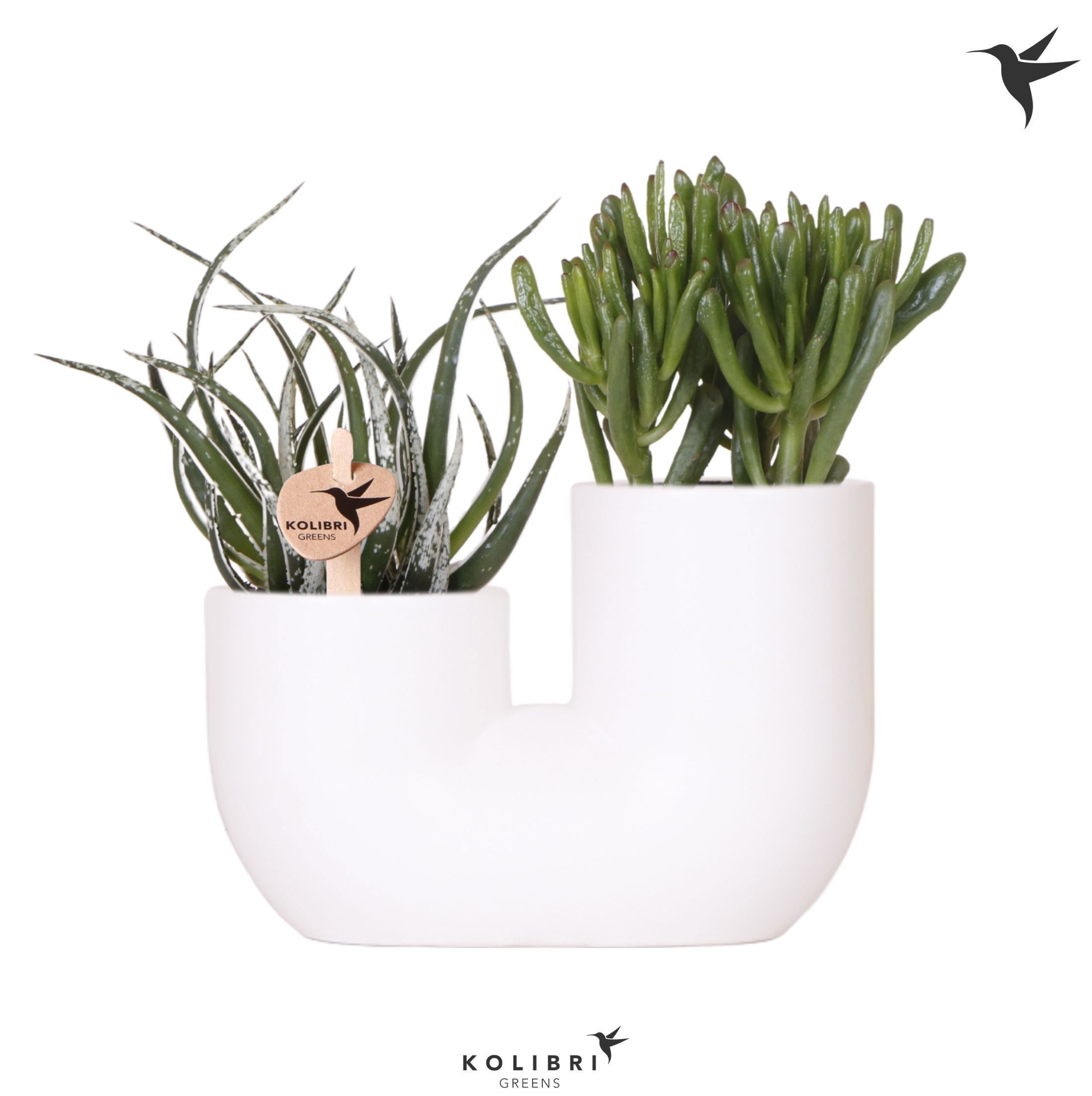 Kolibri Greens Succulenten mix in Tube pot white, D 18