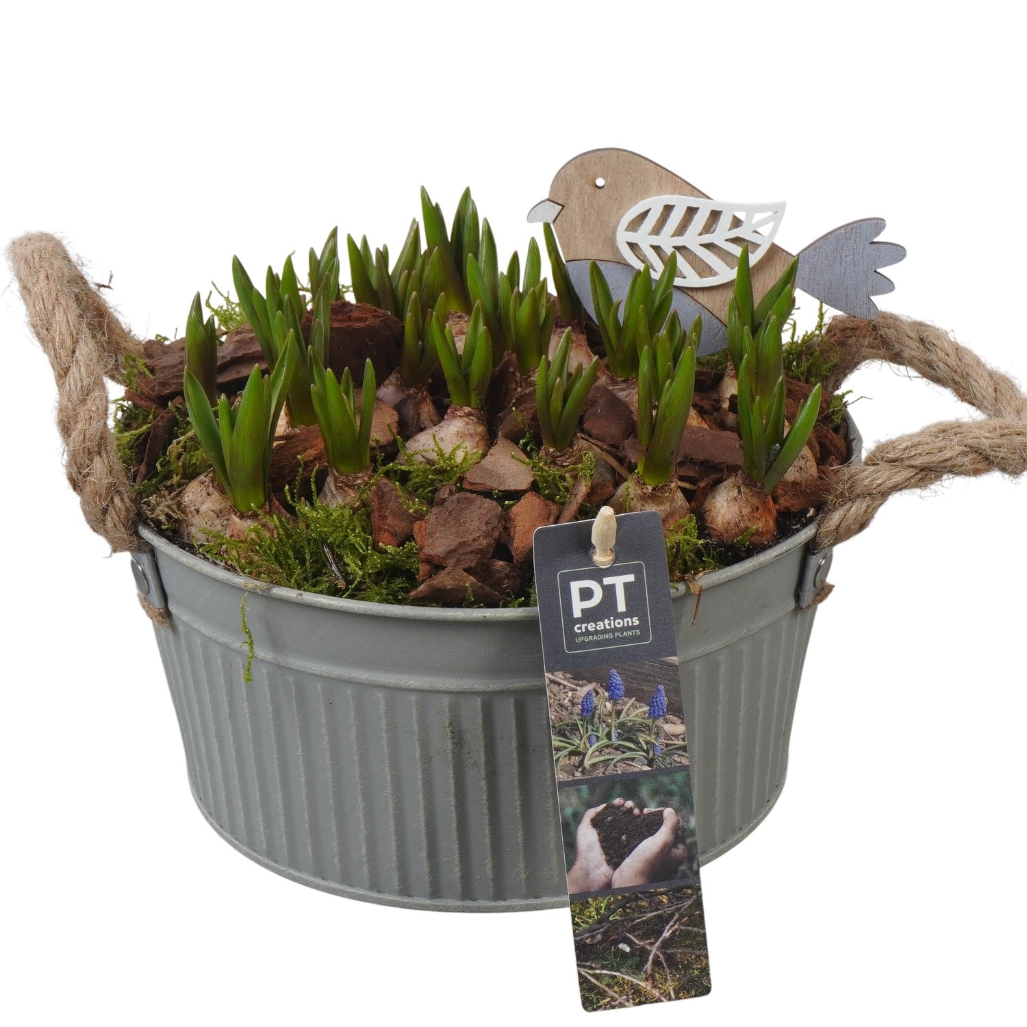 PTMB6181 Arrangement Muscari Blue in zink schaal, D 19