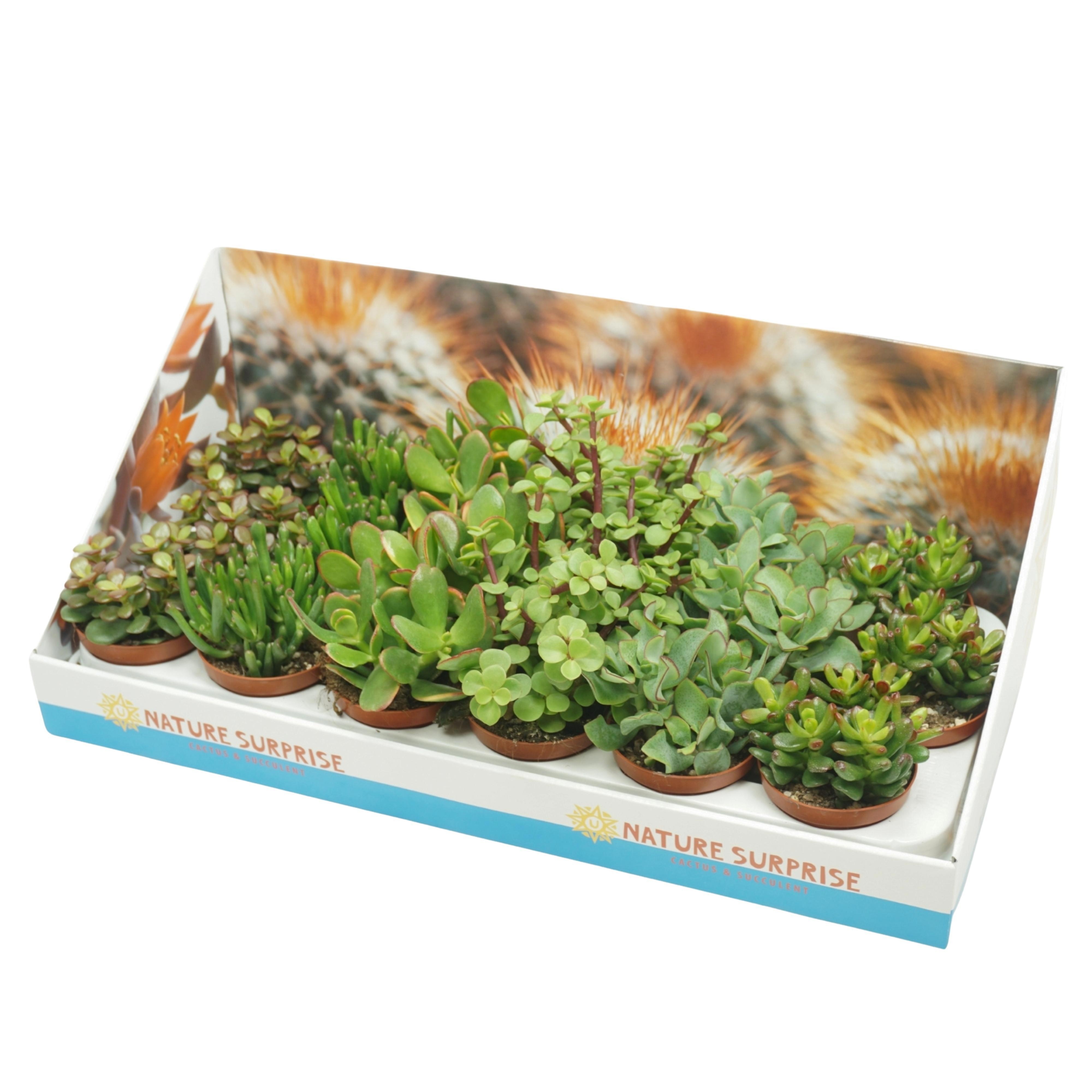Crassula mix 8,5 cm in presentatiedoos, D 8,5