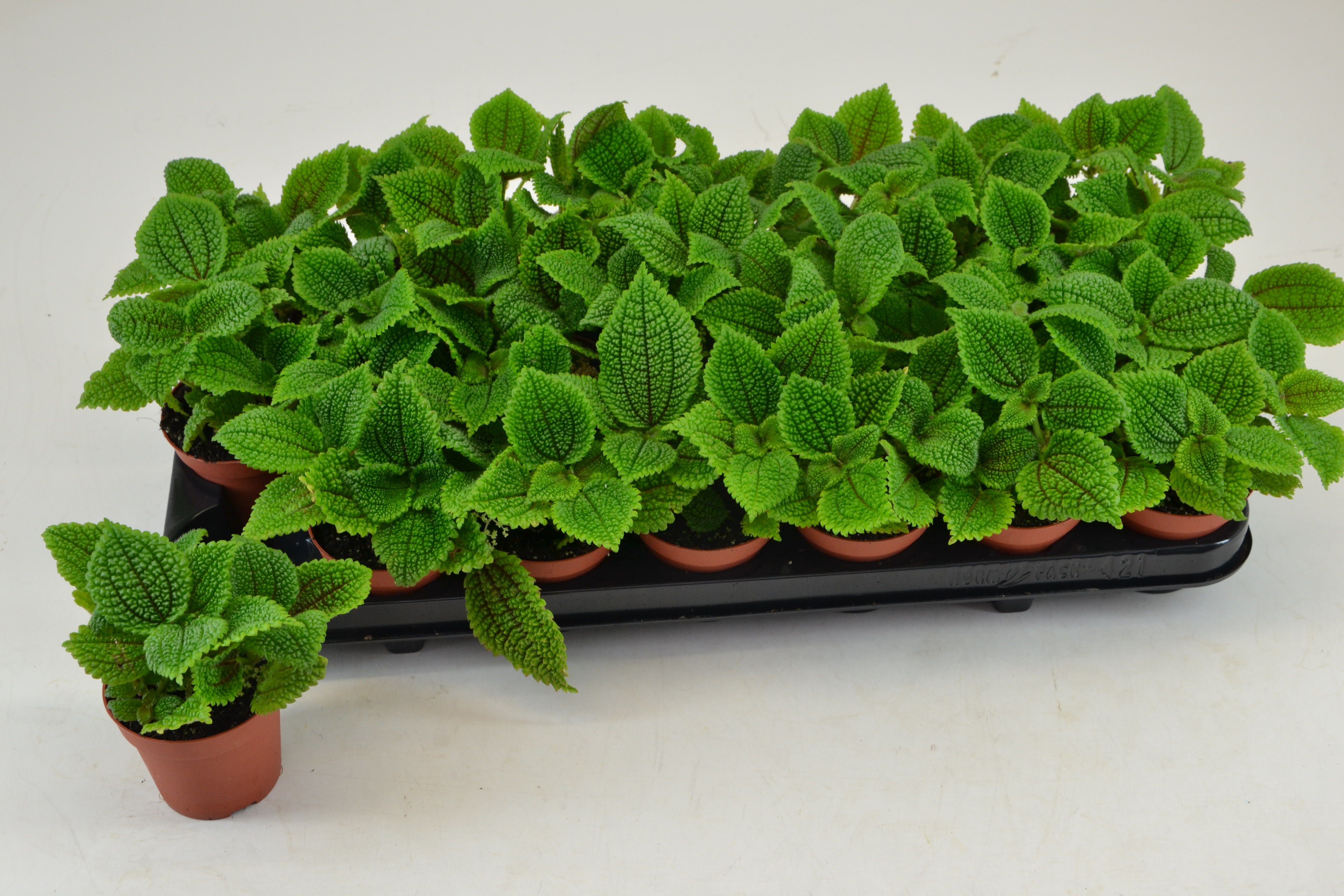 PILEA MOON VALLEY, D 8,5