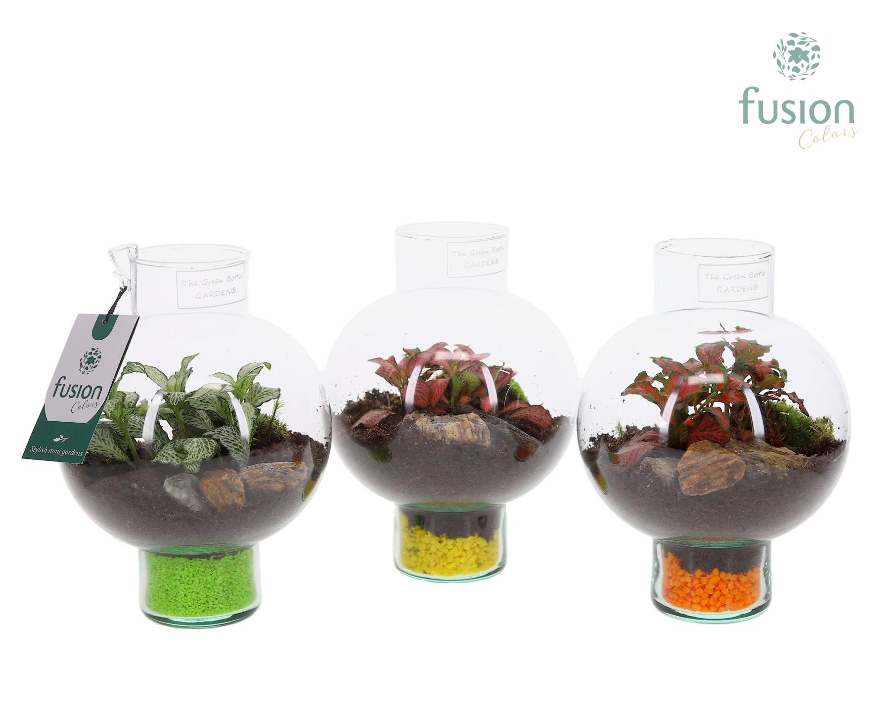 Green BottleLaura XSmall met Fittonia, D 15