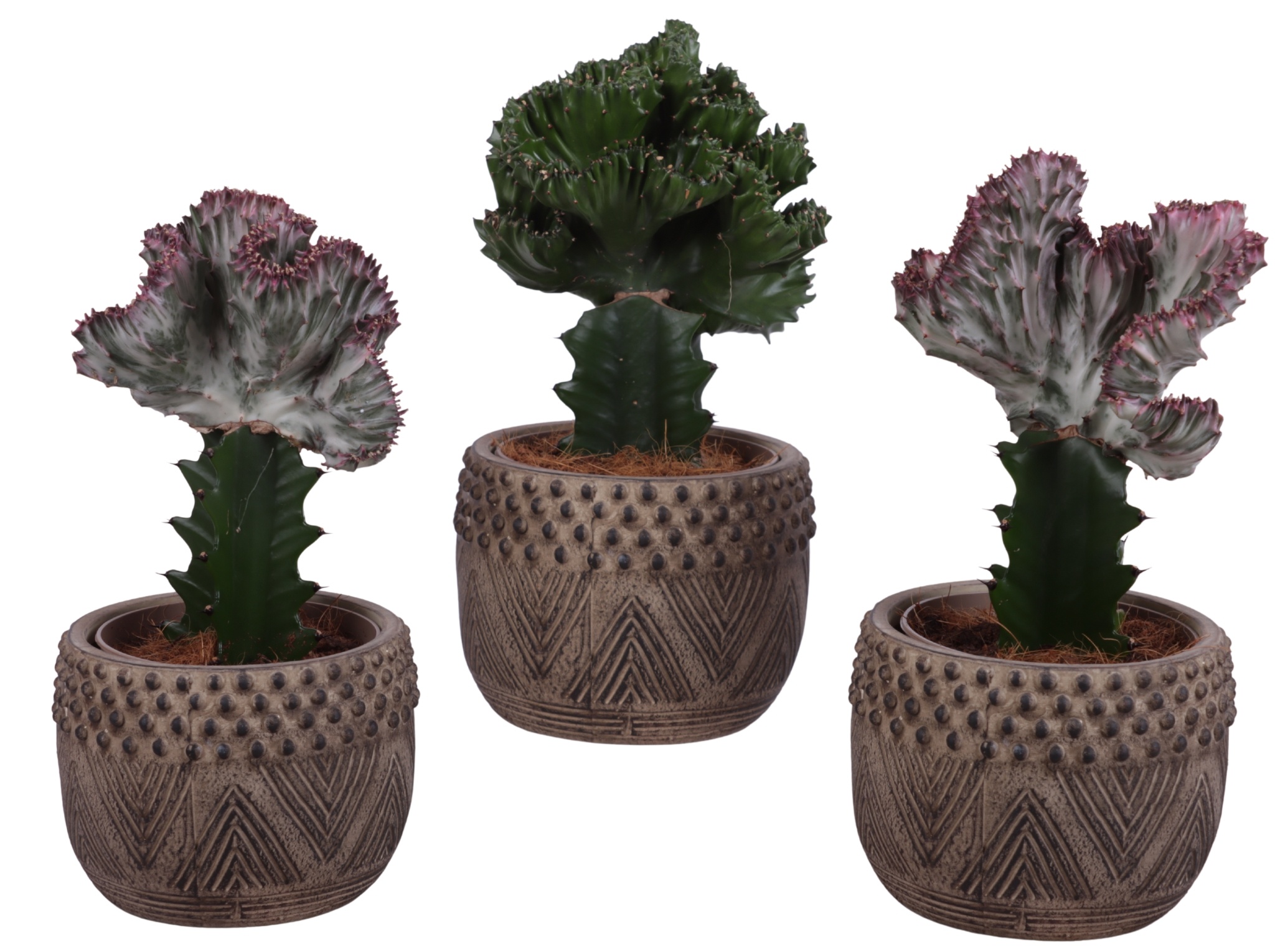 Cactus mix Euphorbia l. Ø12cm in Ø16cm Ceramic EV665, D 16