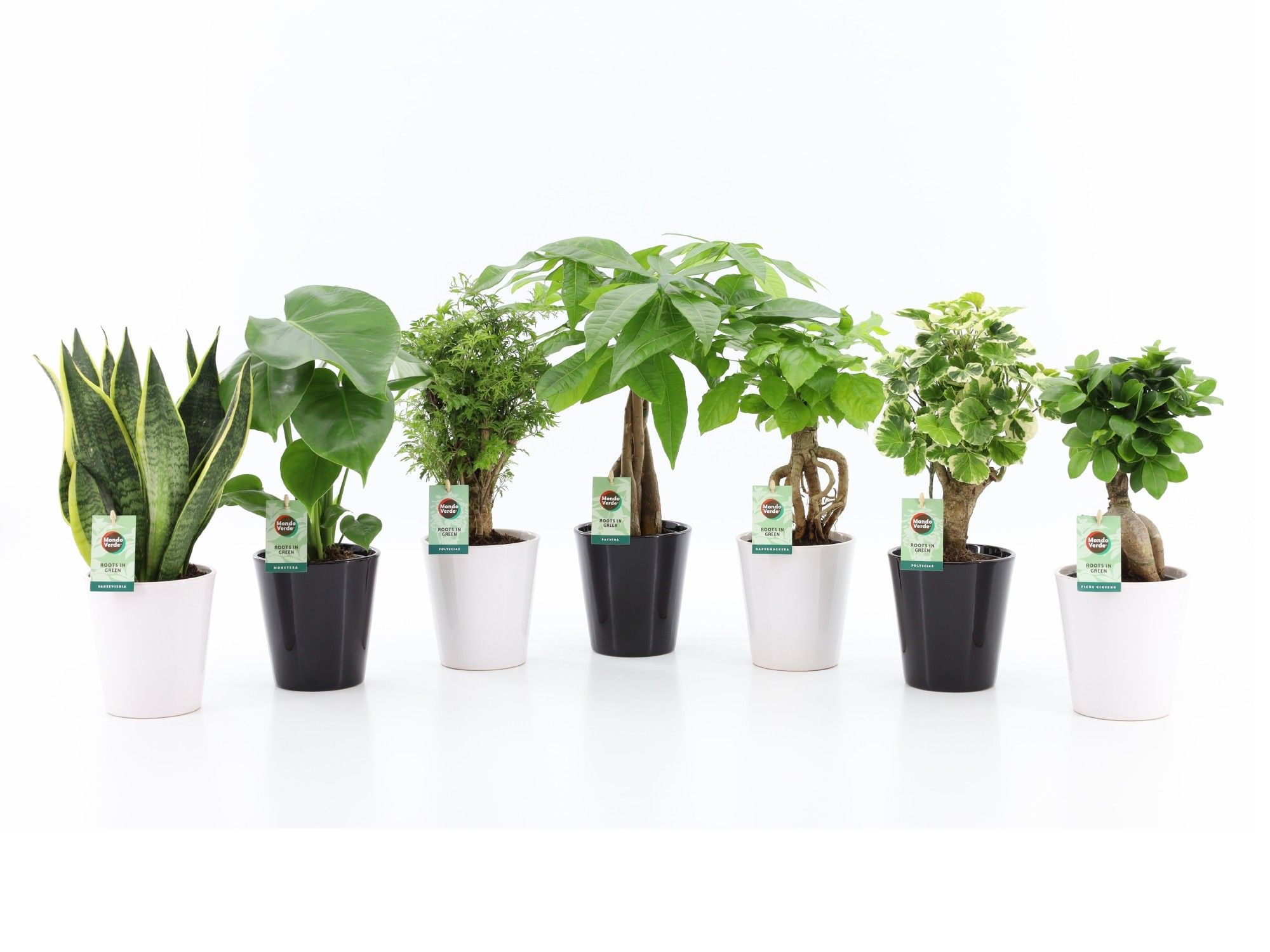 Exotic Green Mix in Zwart & Wit Keramiek, D 13