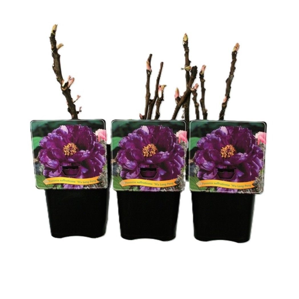 Paeonia Suffruticosa 'Wu Long Peng Sheng' C5, D 21