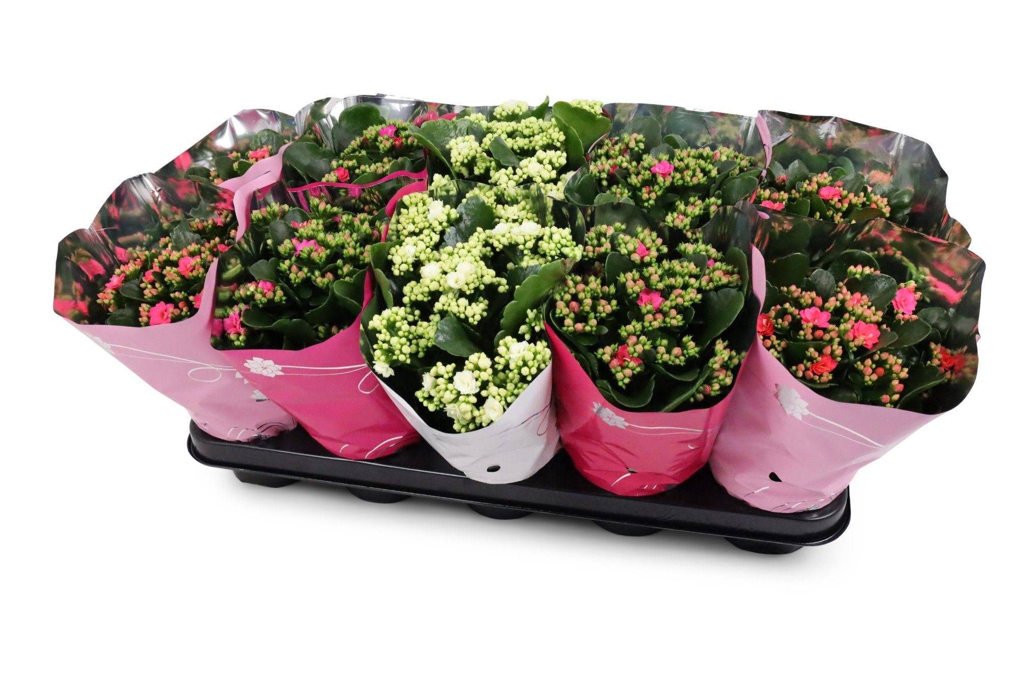 Kalanchoë Perfecta Valentijnmix 3KL Premium hoes, D 12