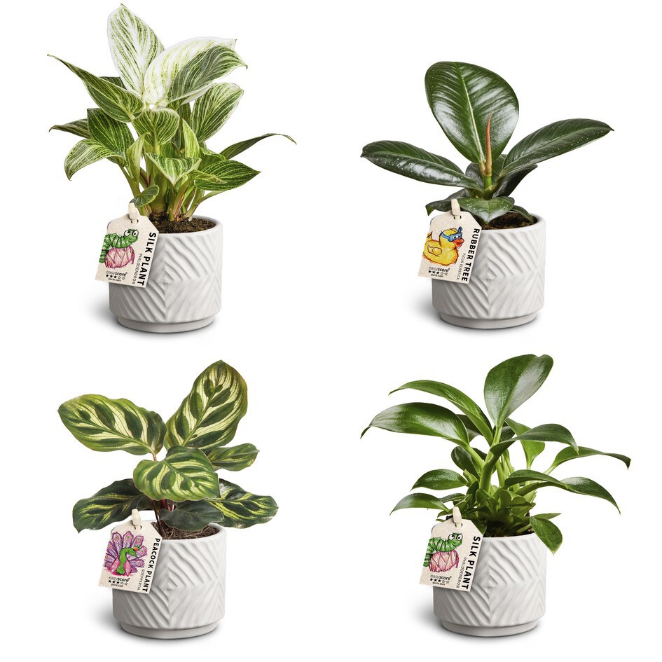 GREEN PLANTS MIX 30685125 Dune Leaf, D 7