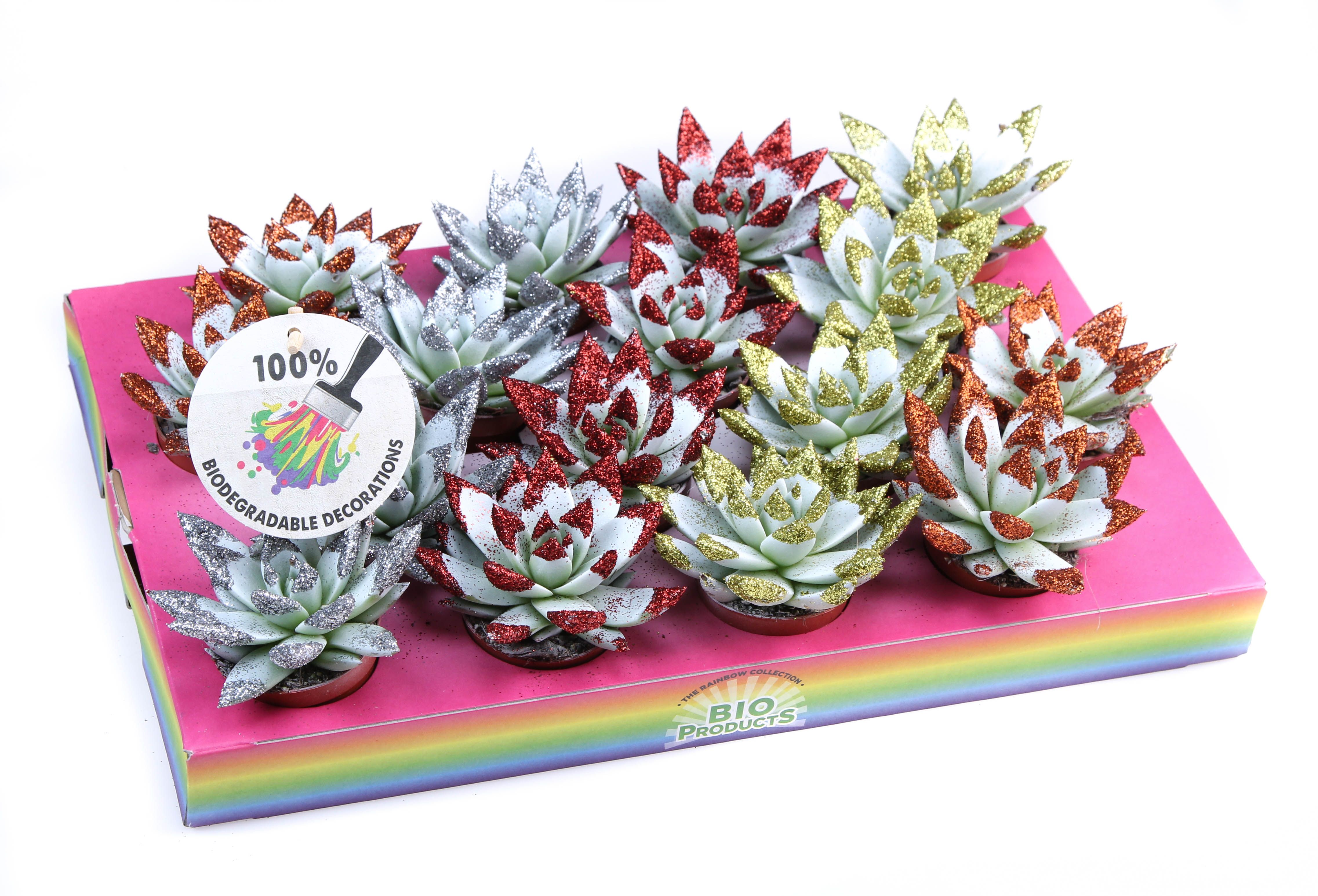 Bio miranda wit + glittertips, D 6,5