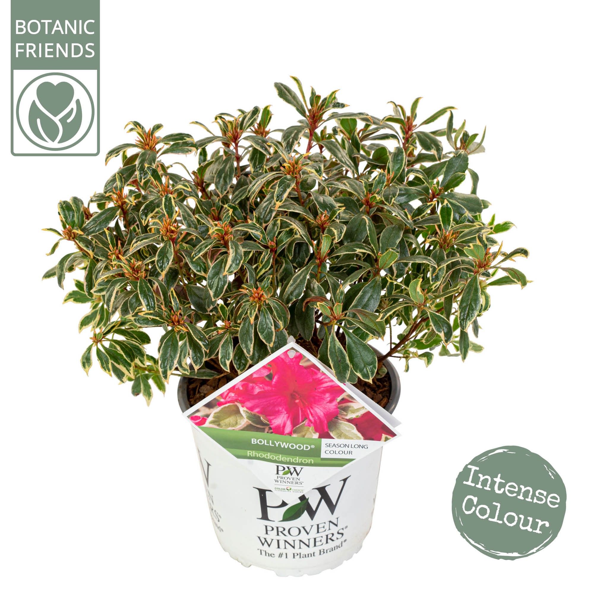Rhododendron 'Bollywood' ®, D 19