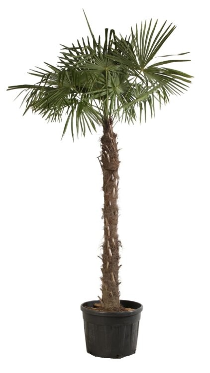 trachycarpus fortunei, D 55