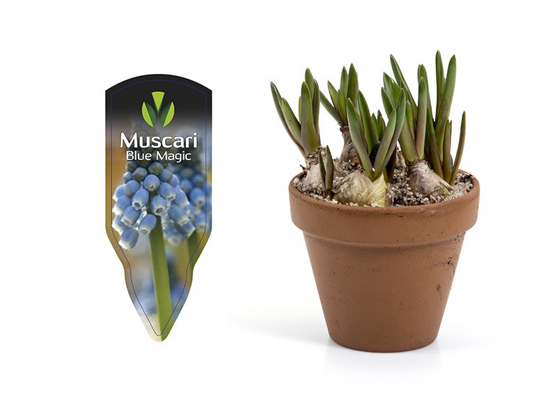 MUSCARI ARMENIACUM 'BLUE MAGIC', D 9