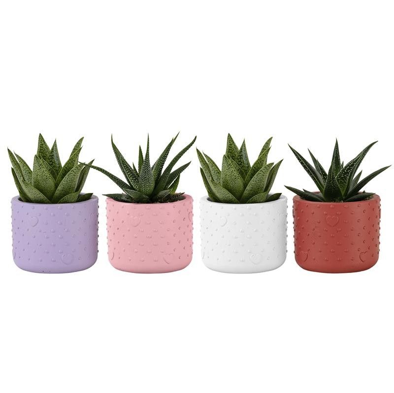 Forever Love with Succulent mix, D 6