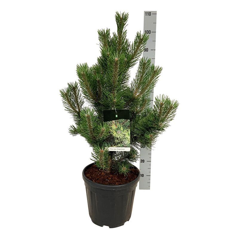 Pinus nigra 'Oregon Green', D 32