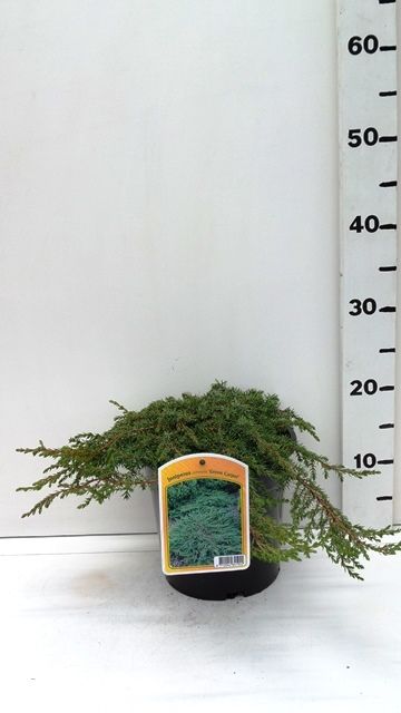 Juniperus c. 'Green Carpet', D 19