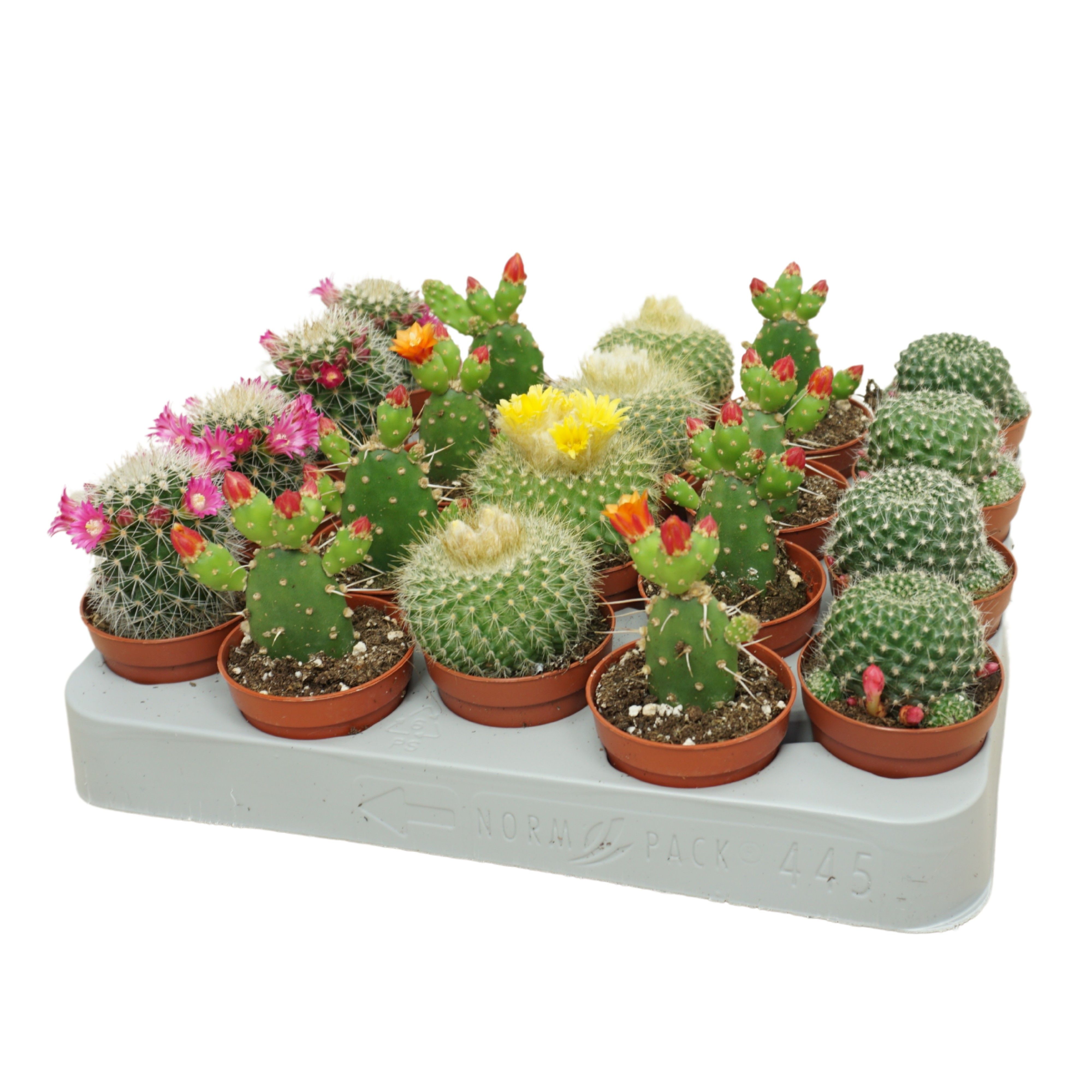 Cactus bloeiend 'de luxe' mix 5,5 cm, D 5,5