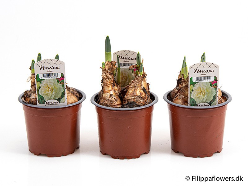 NARCISSUS INCOMPARABILIS 'Obdam', D 11