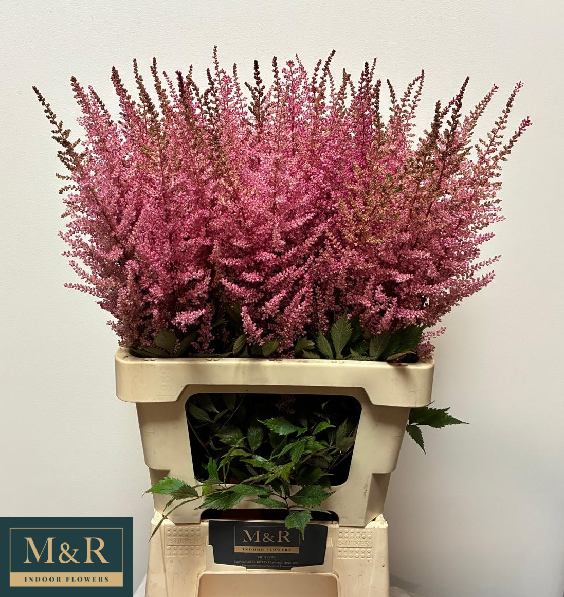 Астильба Эрика 70, шт.