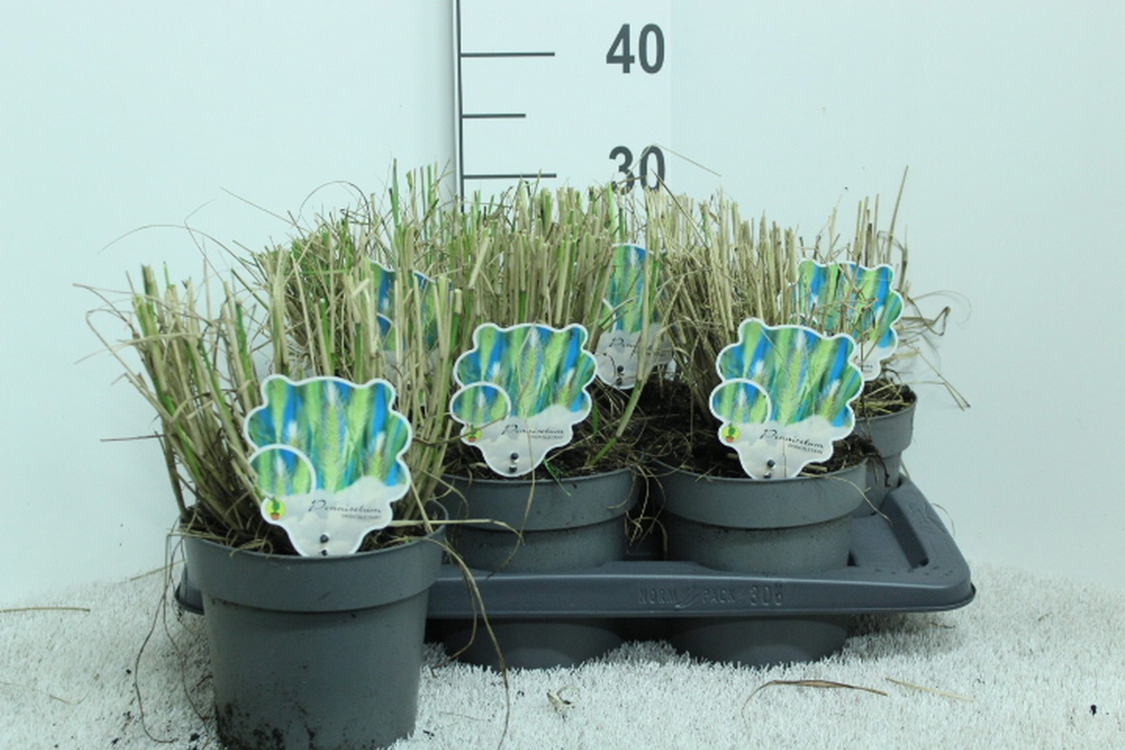 Pennisetum orientale 'Fairy Tails' P17, D 17