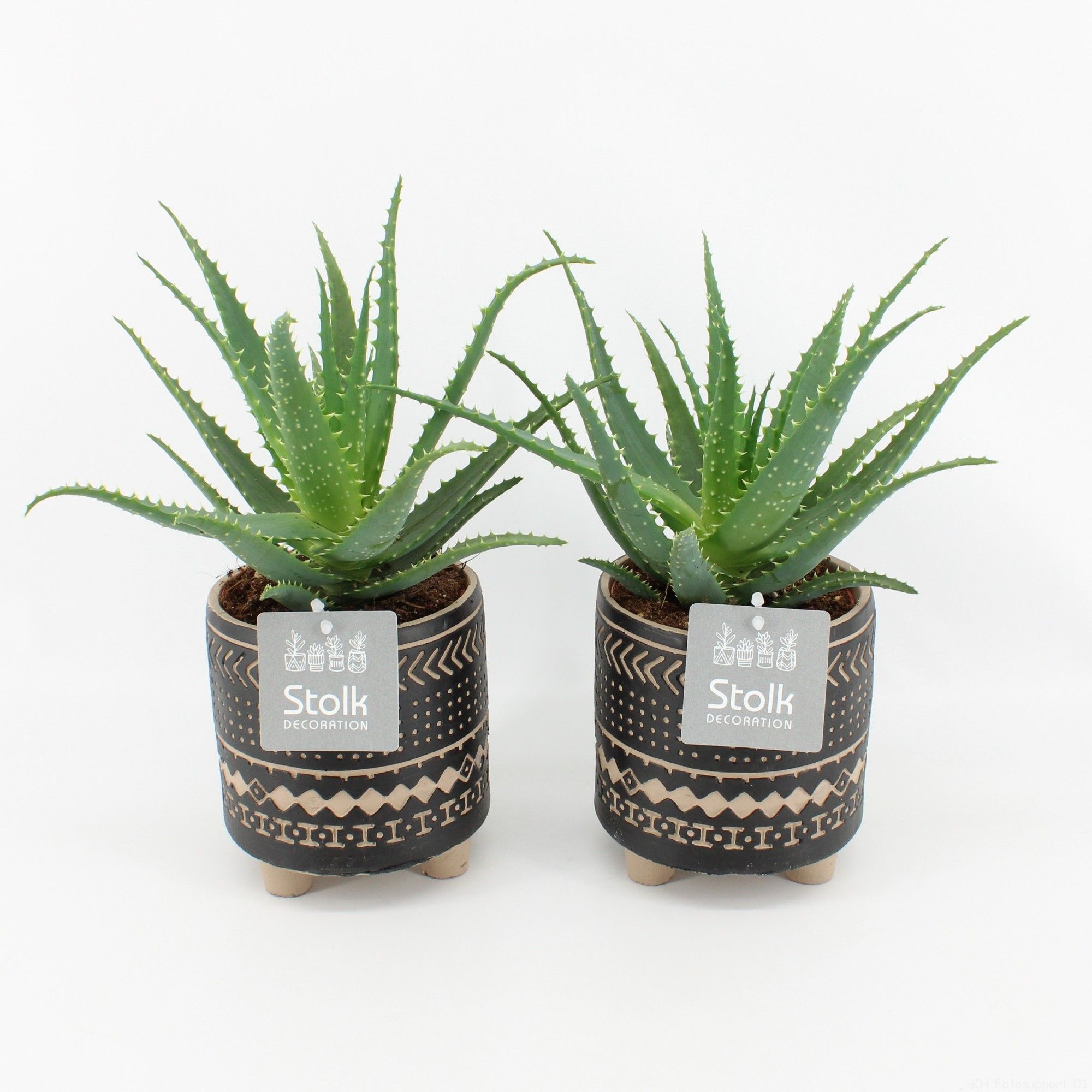 Aloe Arborescens in Maya pot, D 13
