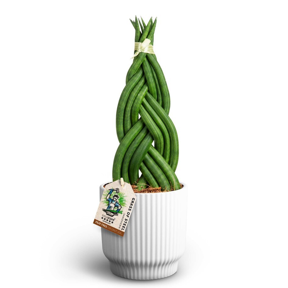 Nordic White, Sansevieria Braid, D 12