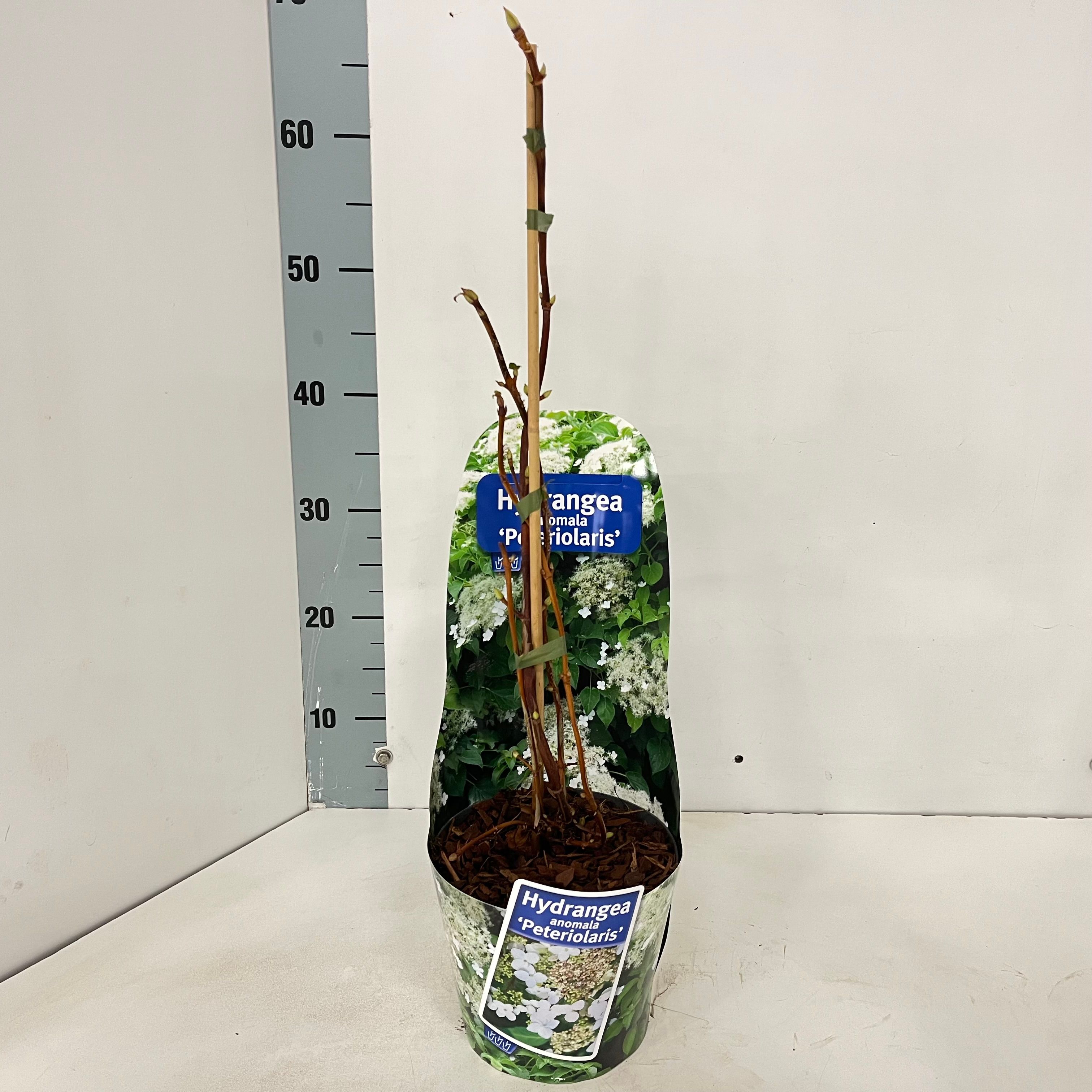 Hydrangea anomala petiolaris --gestokt 40 cm (in potcover), D 17