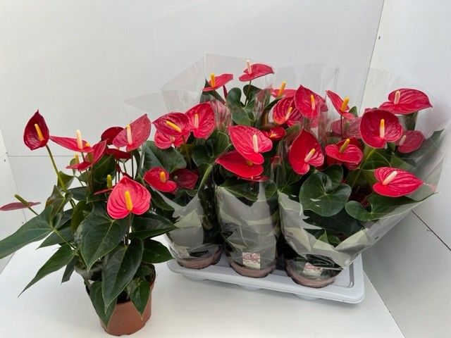 Anthurium Tremendo, D 17
