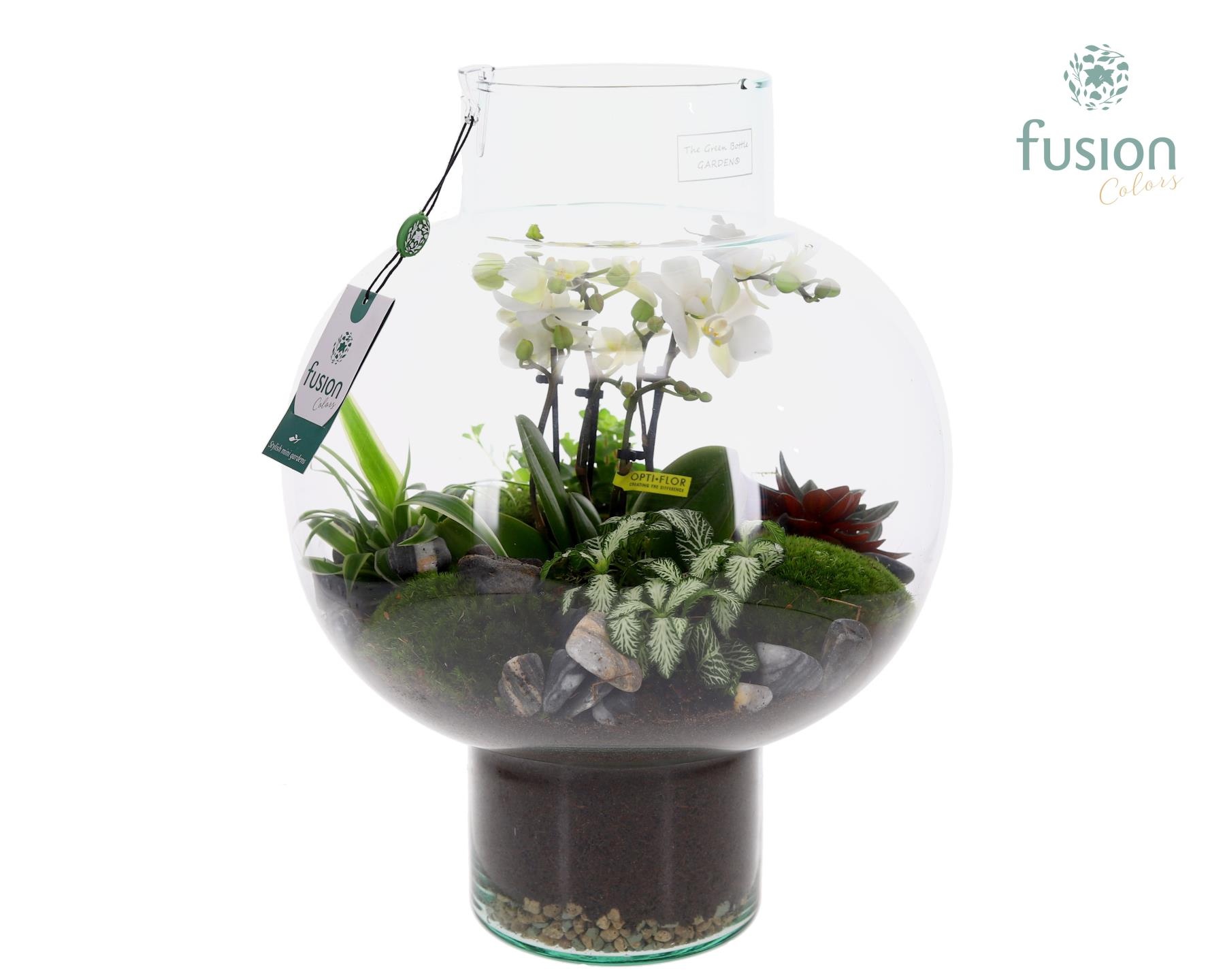 Green Bottle Laura Large met 4 tak Phalaenopsis arrangement 24 uurs levertijd, D 31