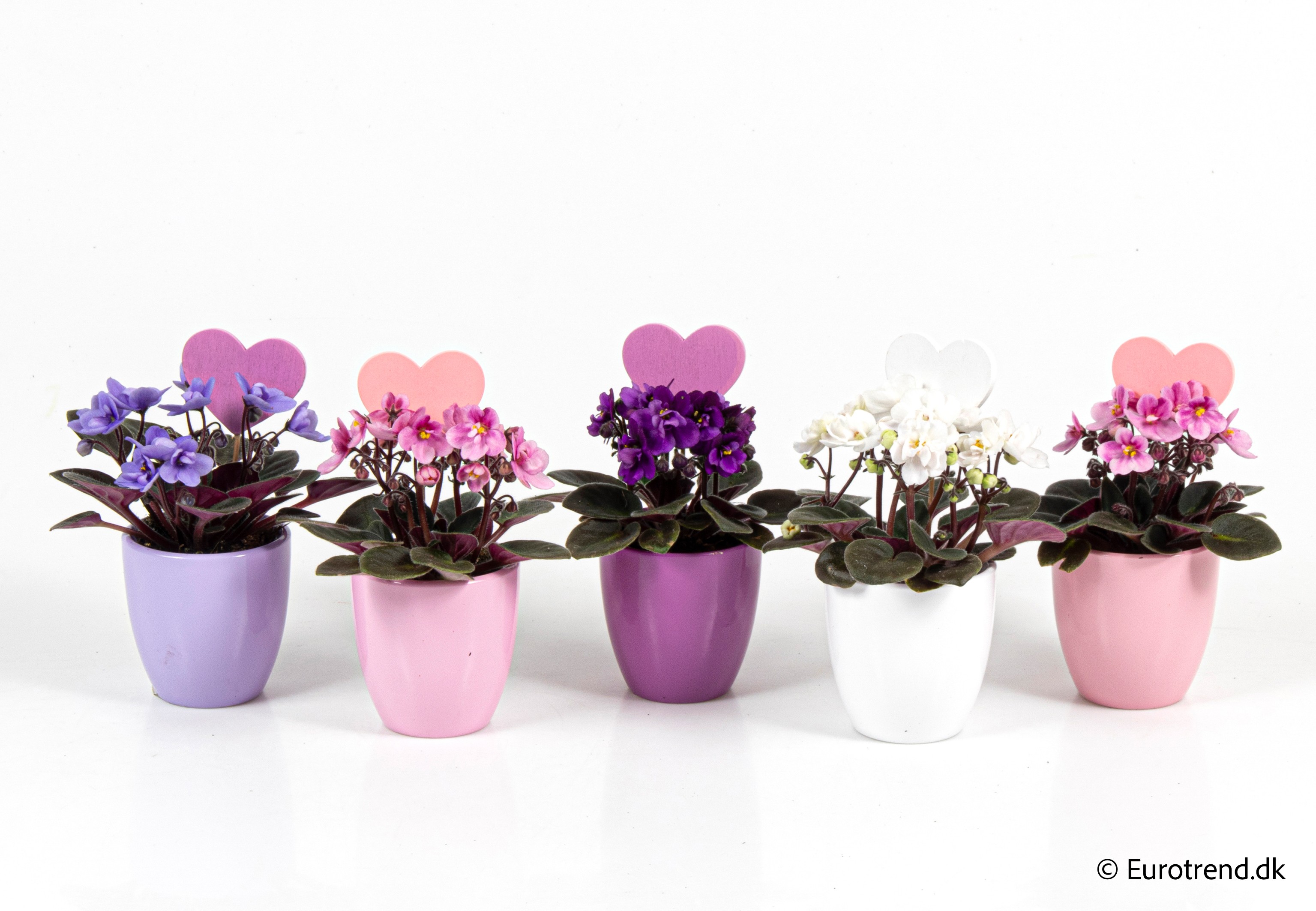 Saint paulia in Valentine ceramic 2026, D 6