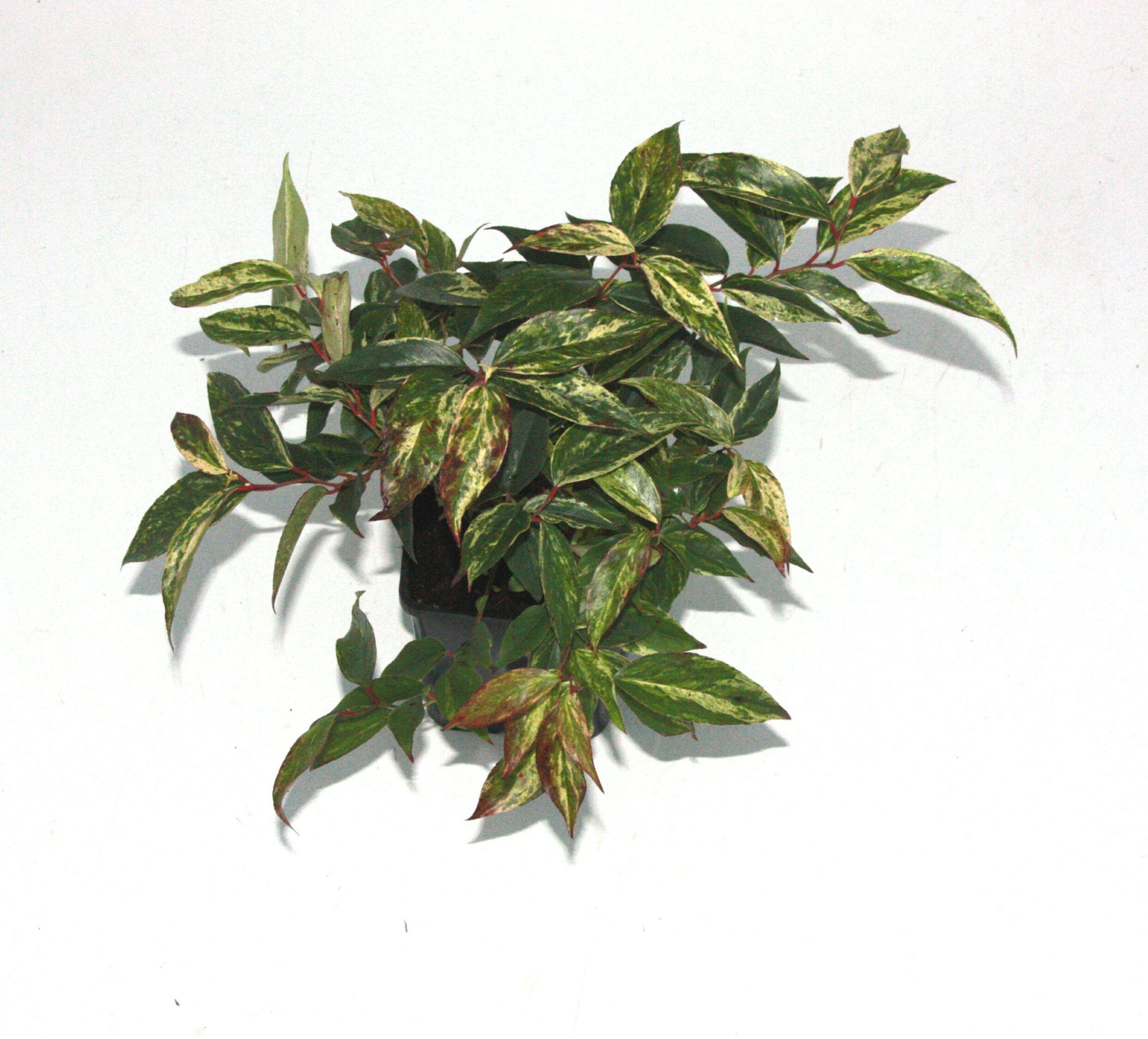 Leucothoe 'Rainbow', D 14