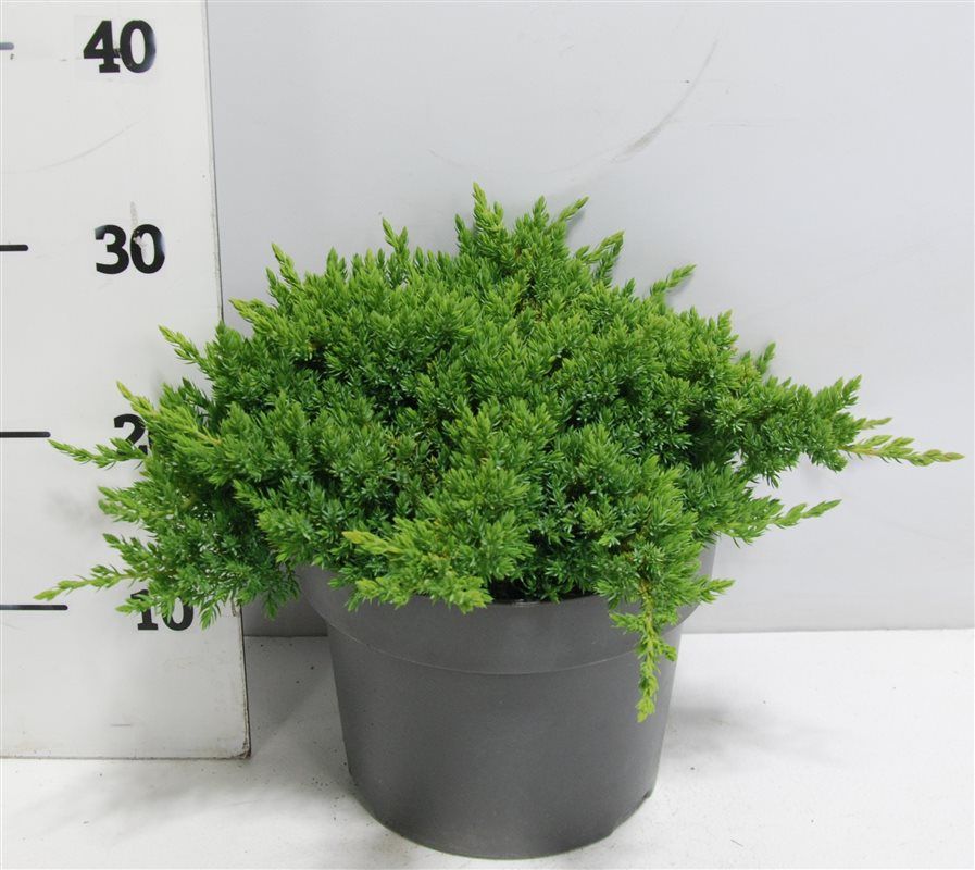 Juniperus procumbens 'Nana', D 23