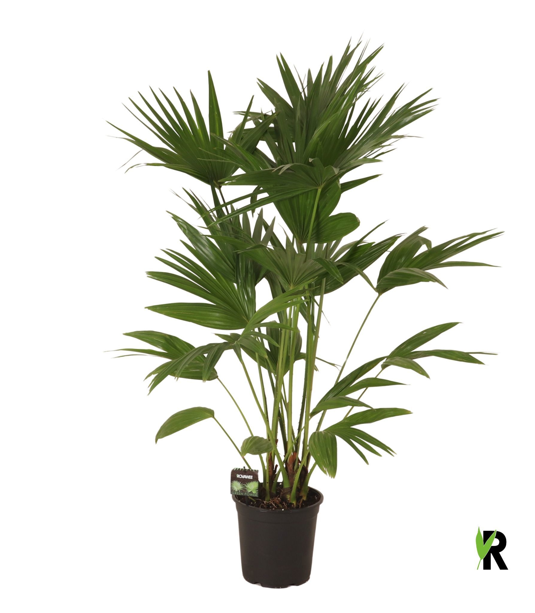 Livistona chinensis 3 pp, D 24