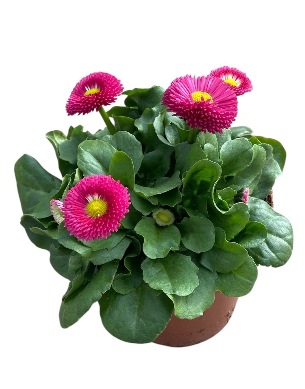 Bellis perennis Rose, D 12