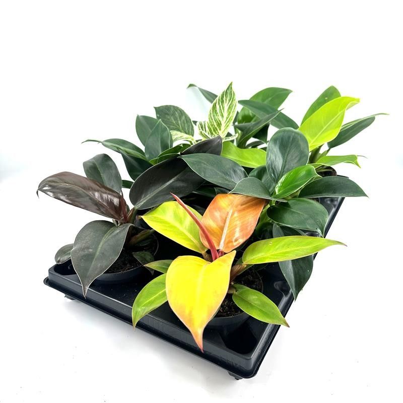 PHILODENDRON IMPERIAL 'Mix', D 12